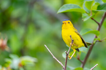 Wilson's Warbler Peeks Shyly  From Behind Branches