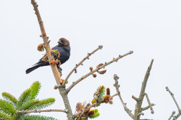Male Brown-Headed Cowbird in a Coastal Pine Tree