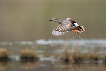 Male Gadwall Duck Flushes From Marshy Hole