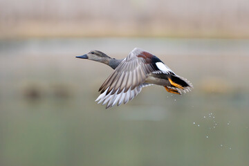 Male Gadwall Duck Flushes From Marshy Hole