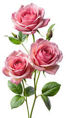 pink roses