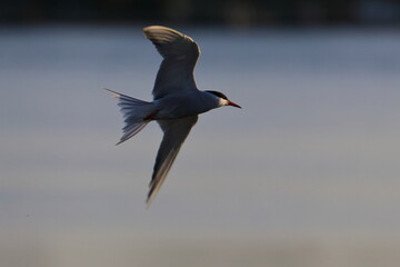 common tern