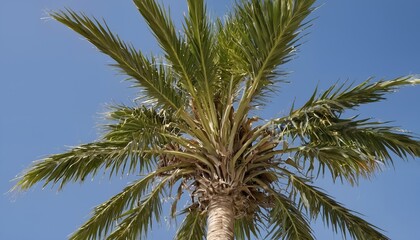 Obraz premium Photo of a tall palm tree taken from below, showcasing its fronds against a clear blue sky.