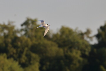 common tern