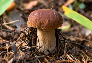 A boletus mushroom with a light-brown cap and beige stem grew among fallen pine needles.