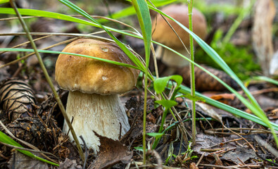 Light brown boletus mushrooms with a thick stem grow among fallen leaves, pine needles, cones, moss and green grass.