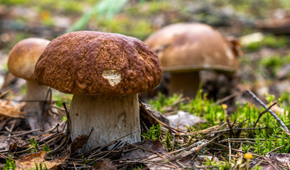 A boletus mushroom with a thick stem, with traces of mouse teeth on its brown wrinkled cap, grows among green moss, fallen pine needles and other mushrooms.