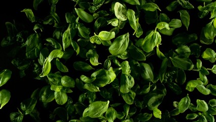 Falling basil leaves, isolated on black background.