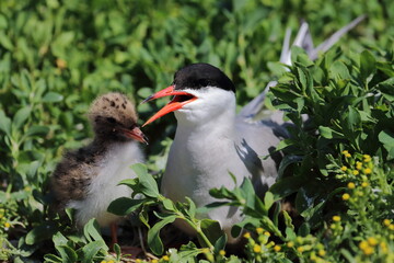 common tern