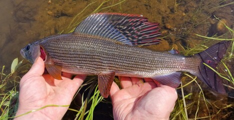 Fisherman holding a small grayling in Swedish Lapland in August 2024.