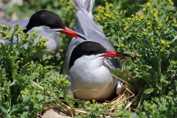 common tern