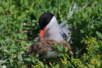 common tern