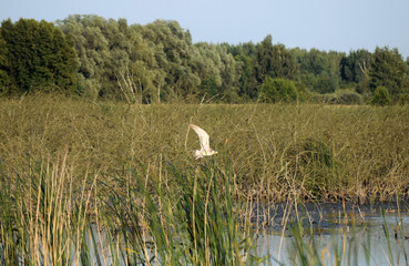heron ardea cinerea. View of a small bird flying above the water surface.