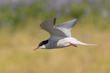 Naklejka premium Arctic tern - Sterna paradisaea - with spread wings in flight with meadow in background. Photo from Iceland. The Arctic tern is famous for its migration.