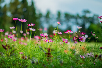 cosmos flowers in the garden