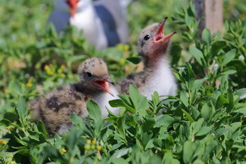seabirds