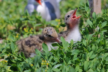 seabirds