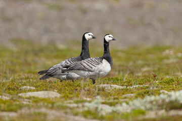 Two Barnacle geese - Branta leucopsis staying on meadow. Photo from Iceland.