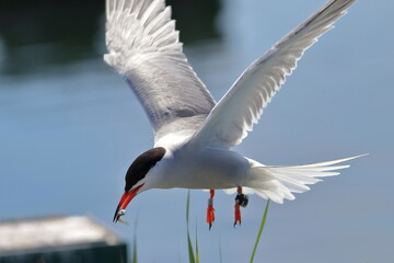 seabirds