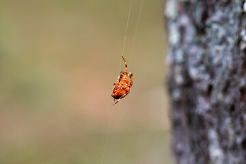 Orange spider in forest