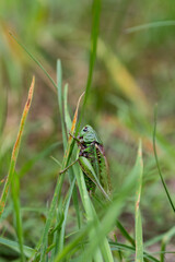the great grasshopper on a blade of grass