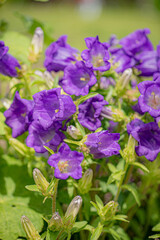 bluebell flowers in the garden