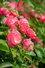 nice  roses in the garden