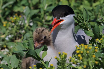tern with prey