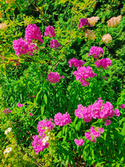 Vibrant Pink Hydrangeas in Lush Garden