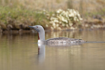 Red-throated loon, red-throated diver - Gavia stellata in breeding plumage swimming in water wtih flowers in background. Photo from Iceland.