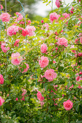 Fototapeta premium nice roses in the garden