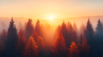 Obraz premium Misty Forest Sunrise.