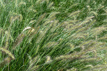 Pennisetum alopecuroides - garden decoration plant Fountain Grass