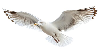 Fototapeta premium Seagull in flight, isolated on white.