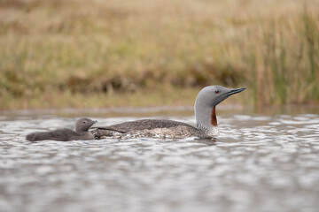 Red-throated loon, red-throated diver - Gavia stellata in breeding plumage swimming in water with chick with grass in background. Photo from Iceland.