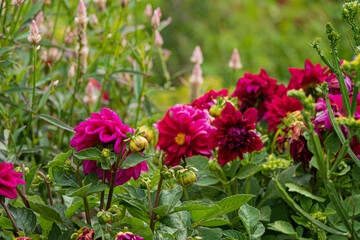 dahlia flowers in the garden