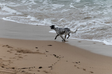 Playful dog enjoying on sandy beach on Saint Jean de Luz, France