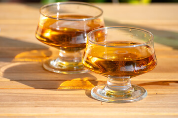 Tasting of french apple cider brut in glass made from new harvest apples outdoor in sunny orchard
