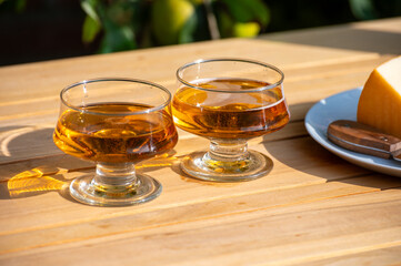 Tasting of french apple cider brut in glass made from new harvest apples outdoor in sunny orchard