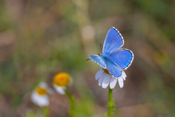 a wonderful butterfly with an overhead blue wing color, Polyommatus bellargus	