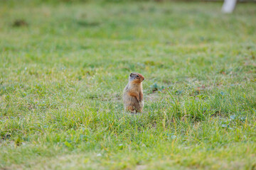 A Columbian ground squirrel in Canadian Rocky, gazing at something and scampering their home underground.