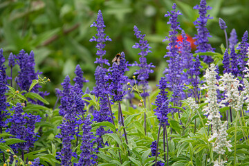 Salvia Superba in the garden