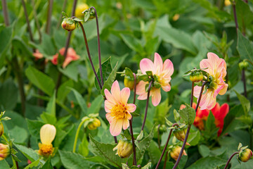 dahlia flowers in the garden