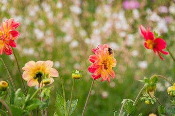 dahlia flowers in the garden