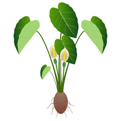 Taro plant with flowers and tuber on a white background..eps