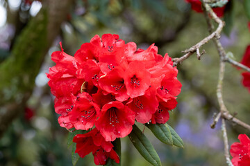 close-up of bright red flowering Rhododendron 'Matador'