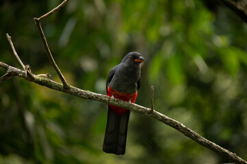 oiseau