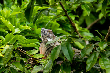 iguane