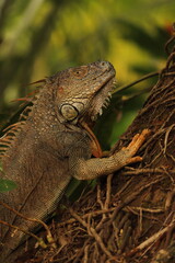 iguane