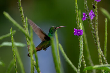 colibri